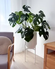 Elevated Plant Pot HYBRIDUM 33 cm Metal White_1110200