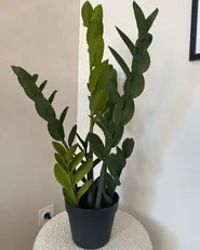 Artificial Plant ZAMIIFOLIA 76 cm Green_1019437