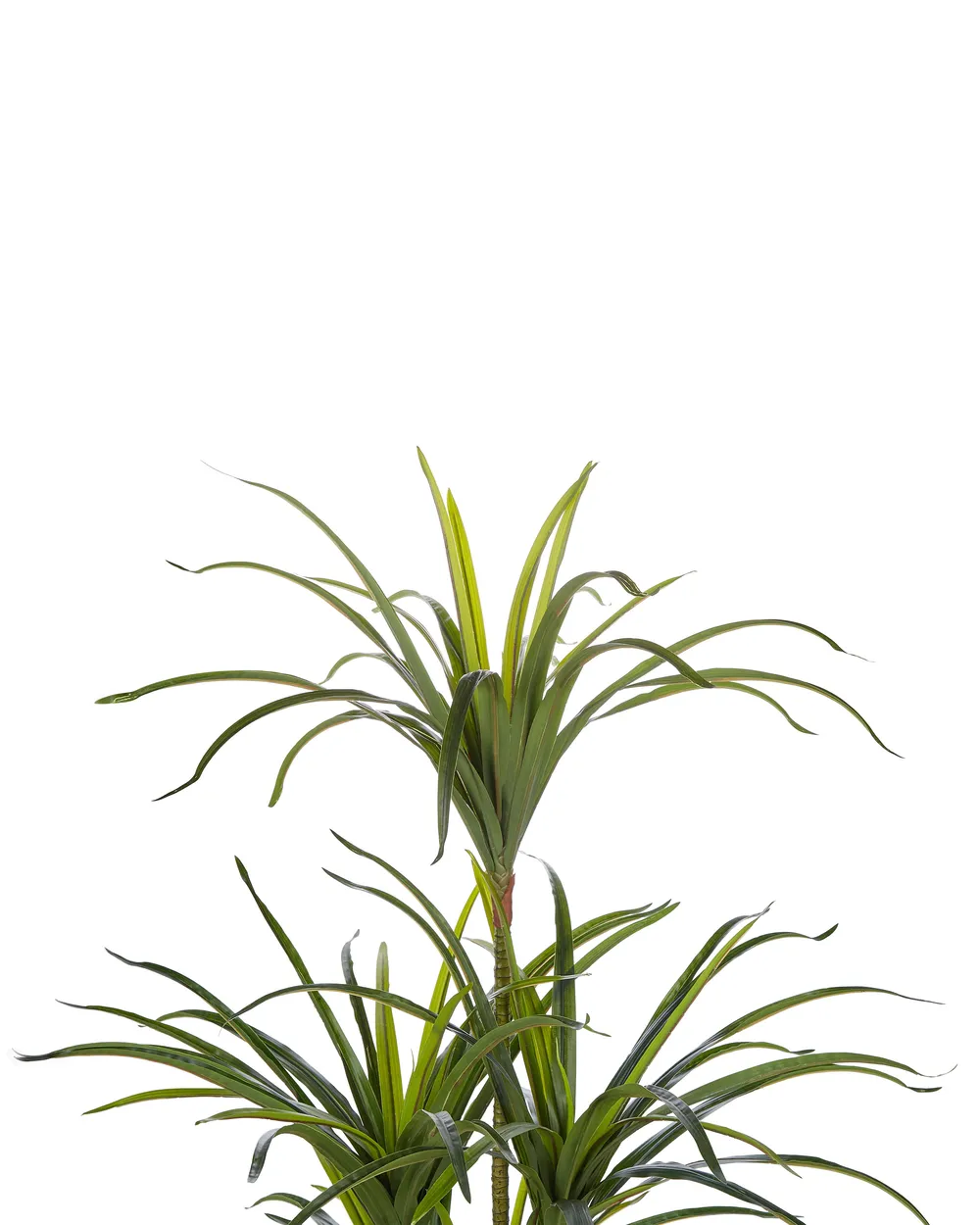 Kunstpflanze DRACAENA ANITA 147 cm Grün_795906