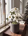 Artificial Plant CHRISTMAS FLOWER 61 cm White