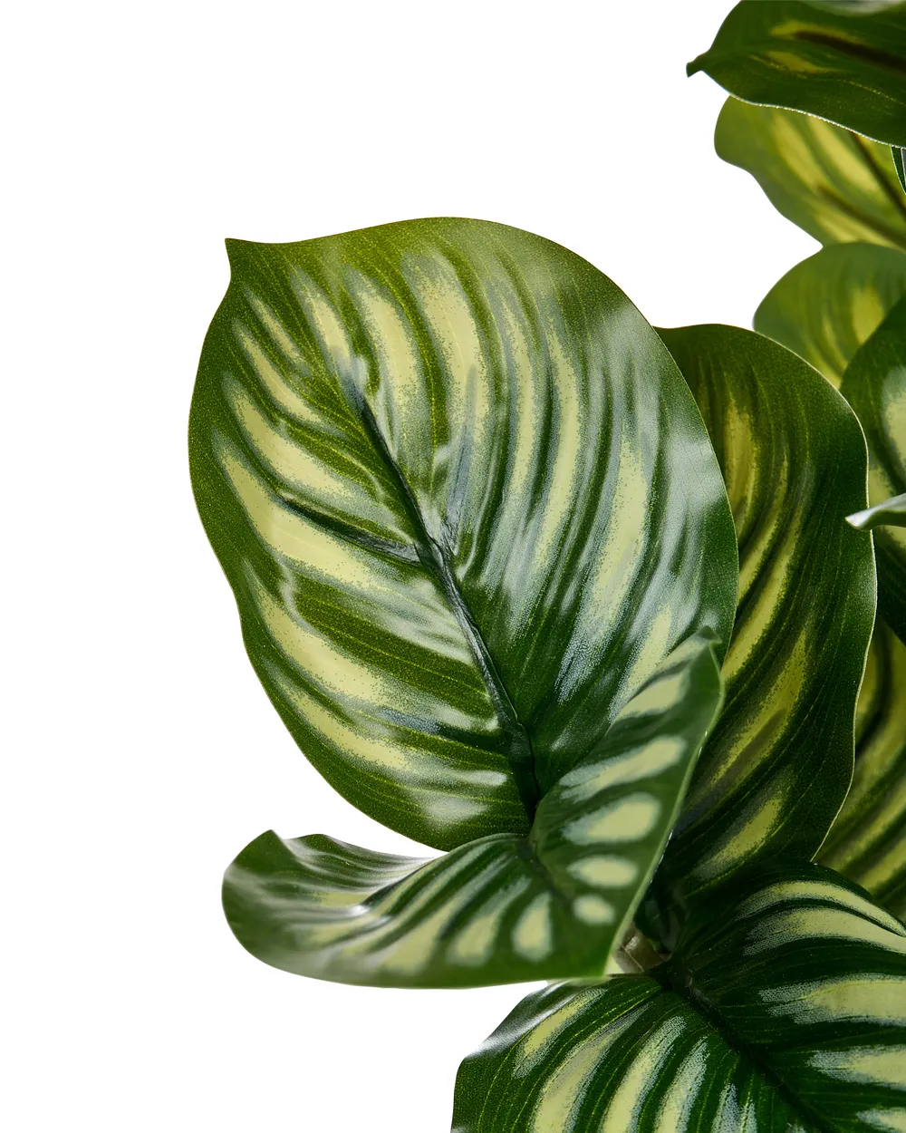 Kunstpflanze ORBIFOLIA 50 cm Grün_1069512