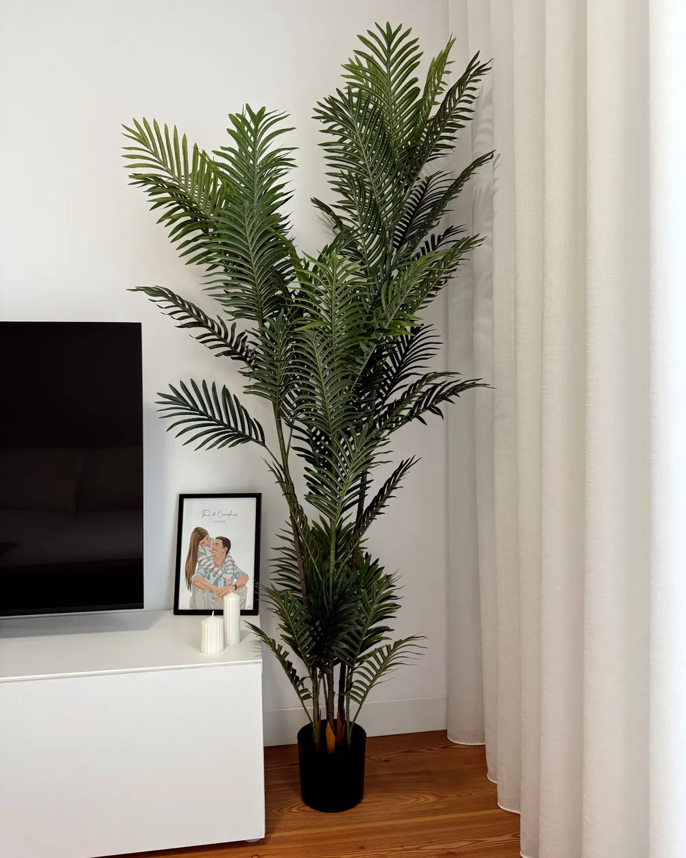 monstera esqueleto epipremnoides Monstera epipremnoides 'Esqueleto' – Foliage Dreams main image 0