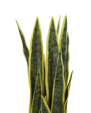 Kunstpflanze SNAKE PLANT 63 cm Grün_774037