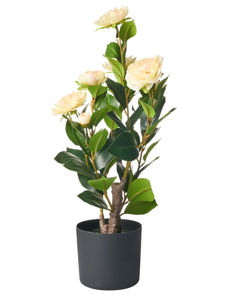 gummibaum pflegetipps Tineke-Gummibaum - Ficus elastica Tineke
