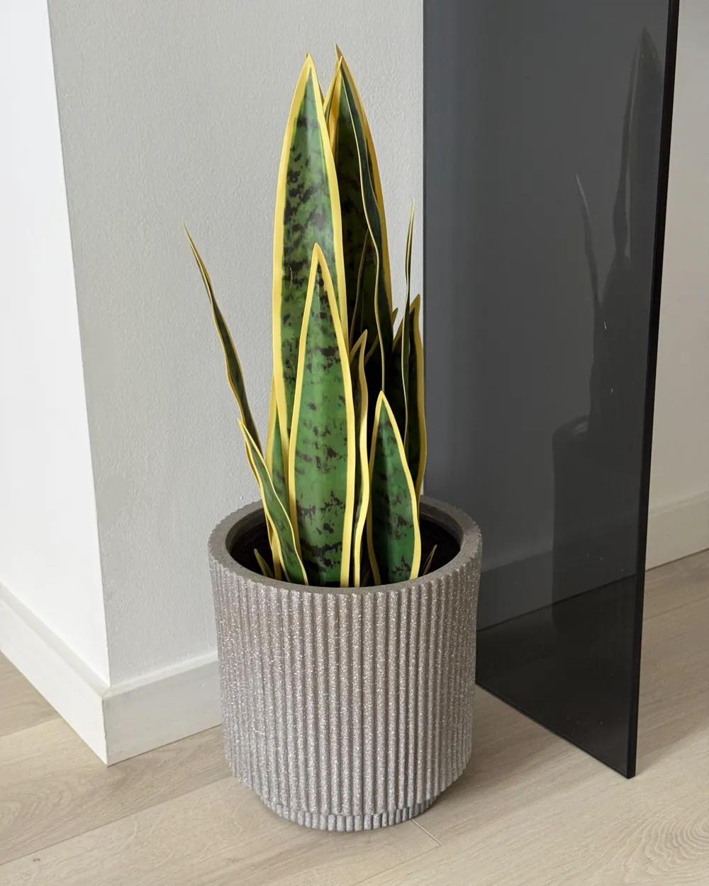 are snake plants a succulent Sansevieria Cylindrica Boncel | Snake Plant main image 1