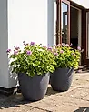 Set mit 2 Blumentöpfen FRITILLARIA 50 cm Grau