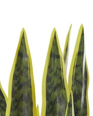 Kunstpflanze SNAKE PLANT 63 cm Grün_784642