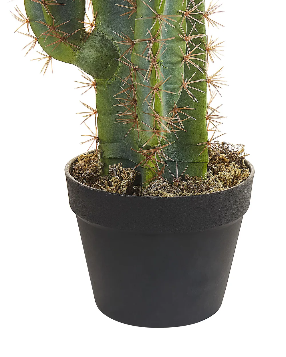 monstera im wasser kaufen Monstera subpinnata – Palmenartige Monstera mit schmalen Segmenten main image 0