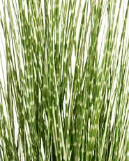 Kunstpflanze ZEBRA GRASS 120 cm Grün_1090796