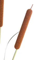 Kunstpflanze BULRUSH 135 cm Grün_1103918