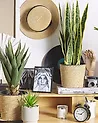 Kunstpflanze SNAKE PLANT 63 cm Grün