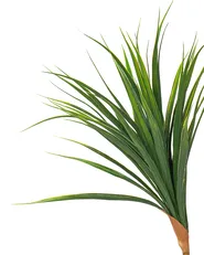 Kunstpflanze DRACAENA DRACO 165 cm Grün_1069914