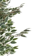 Artificial Plant FICUS 167 cm Green_917209