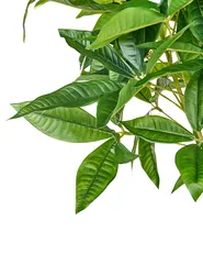 Kunstpflanze PACHIRA TREE 120 cm Grün_950369