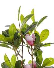 Artificial Plant MAGNOLIA 70 cm Green_795901