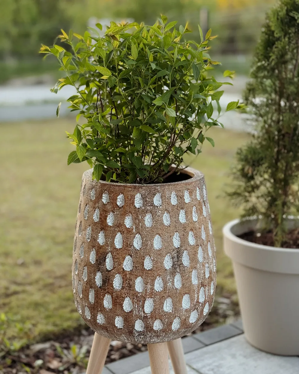 olivenbaum nrw Olivenbaum kaufen | Olea europaea