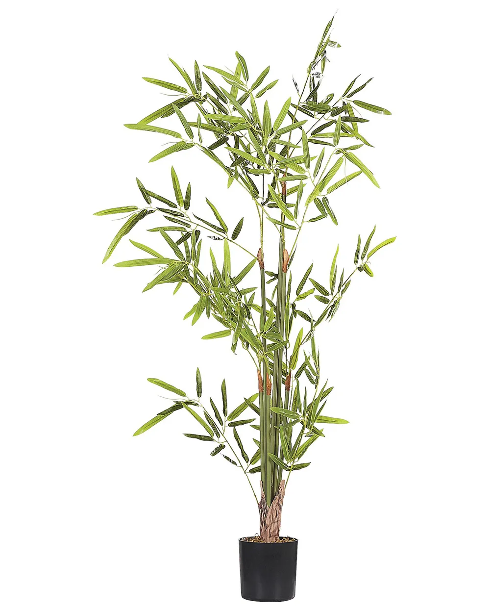 bambus dosen giftig ProviPlant Bambus-Dünger: Stickstoffbooster für Bambus & Gräser