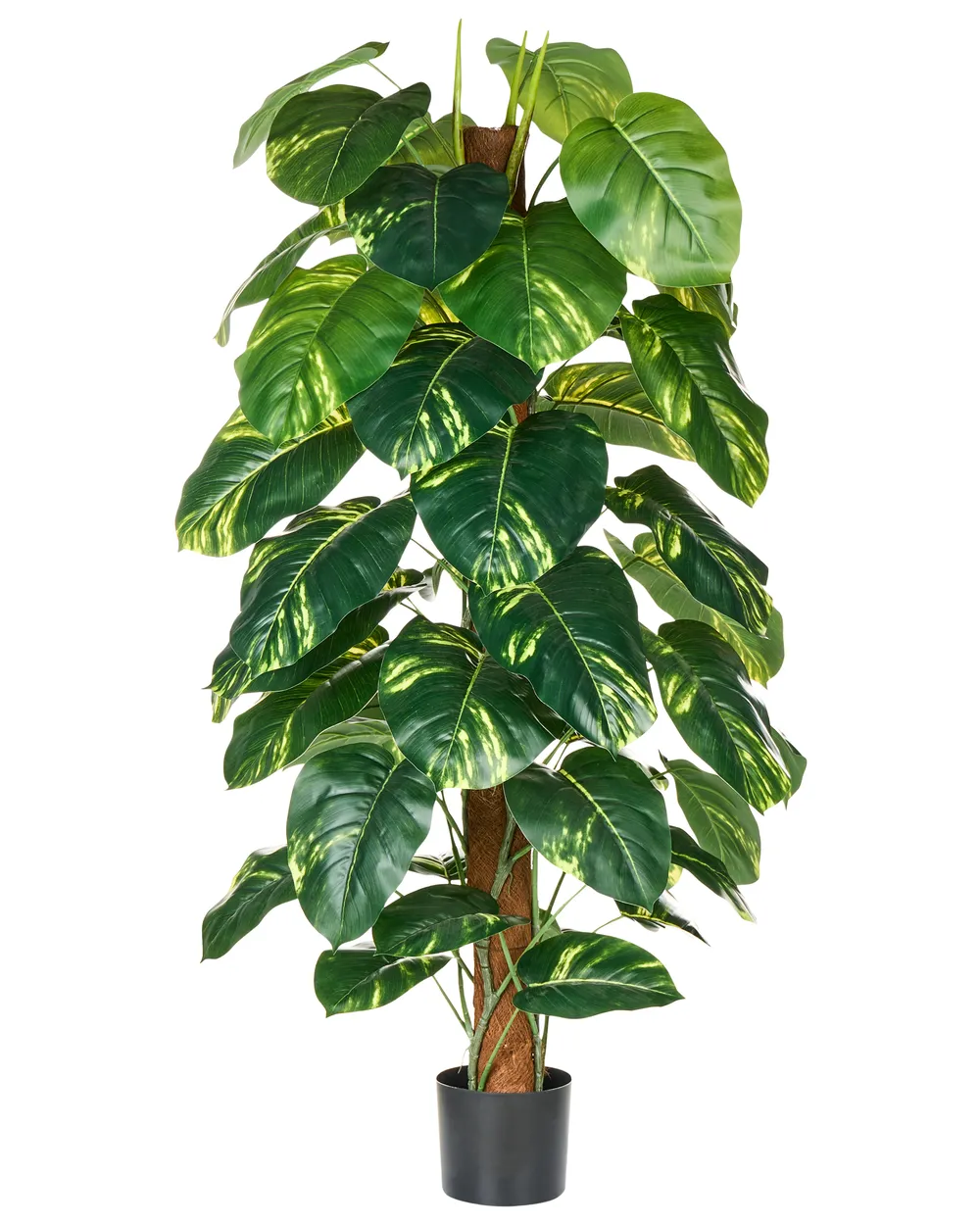 chamedora variegata Buy Mini Fishtail Palm Chamaedorea metallica