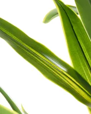 Kunstpflanze DRACAENA TREE 150 cm Grün_1103909