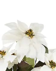 Umjetna biljka CHRISTMAS FLOWER 61 cm Bijeli_1174960