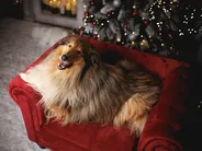 Armchair CHESTERFIELD Velvet Burgundy_900075