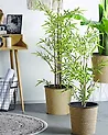 Kunstpflanze BAMBUSA VULGARIS 100 cm Grün