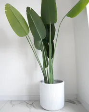 Kunstpflanze BANANA TREE 187 cm Grün_1047824