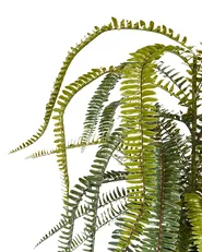 Artificial Plant FERN LEAF PLANT 105 cm Green_947610