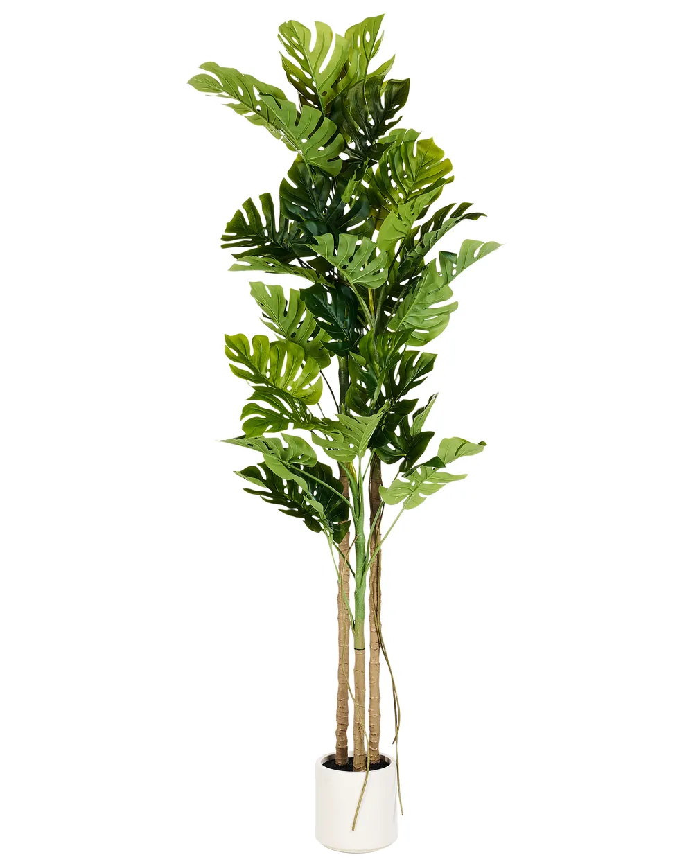 philodendron selloum hope pflege Philodendron Hope