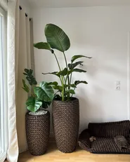 Set of 2 Plant Pots CEDRUS 37/45 cm PE Rattan Brown_1005666