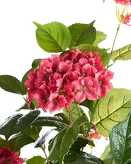 Kunstpflanze HORTENSIUM 120 cm Rot_1103851