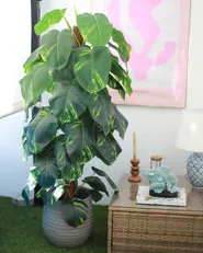 Kunstpflanze DIEFFENBACHIA 152 cm Grün_1017553