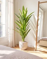 Kunstpflanze DRACAENA TREE 150 cm Grün_1103907