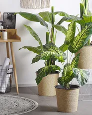 Kunstpflanze DIEFFENBACHIA 122 cm Grün_774424