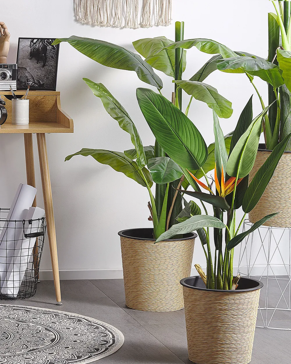 monstera deliciosa kaufen groß Monstera Deliciosa XXL, 120cm – vielgrün main image 1