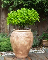 Plant Pot PYRUS 48 cm Brown_930797
