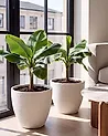 Set mit 2 Blumentöpfen FRITILLARIA 50 cm Cremeweiß