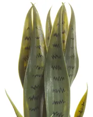 Kunstpflanze SNAKE PLANT 40 cm Grün_822700