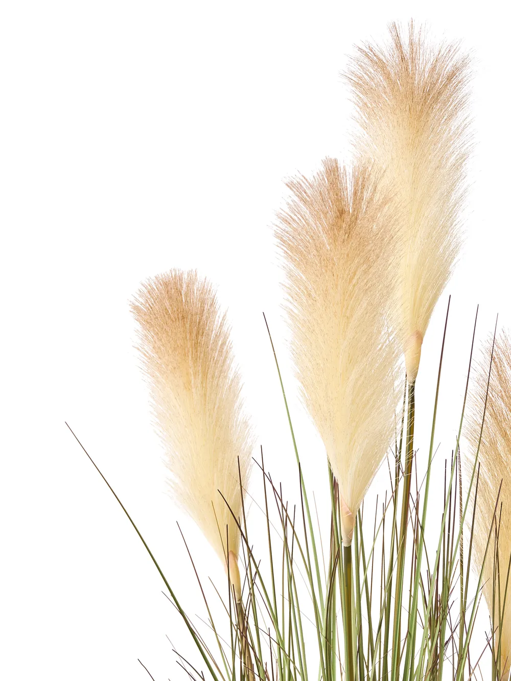 Kunstpflanze CORTADERIA GRASS 120 cm Grün_1018272