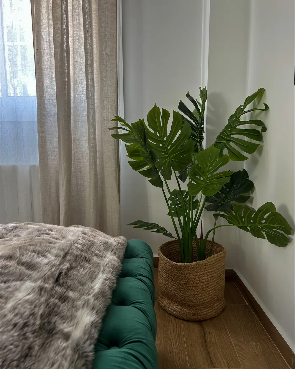 philodendron ring of fire standort Philodendron Ring of Fire Houseplant main image 0